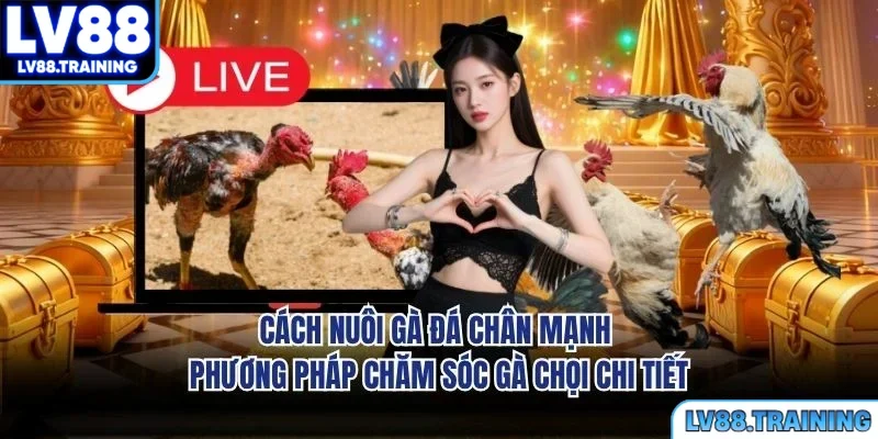 Cách Nuôi Gà Đá Chân Mạnh - Phương Pháp Chăm Sóc Gà Chọi Chi Tiết