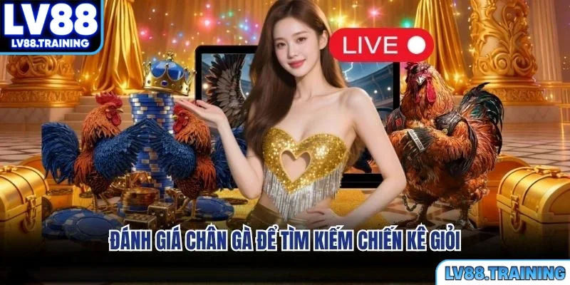 Đánh giá chân gà để tìm kiếm chiến kê giỏi