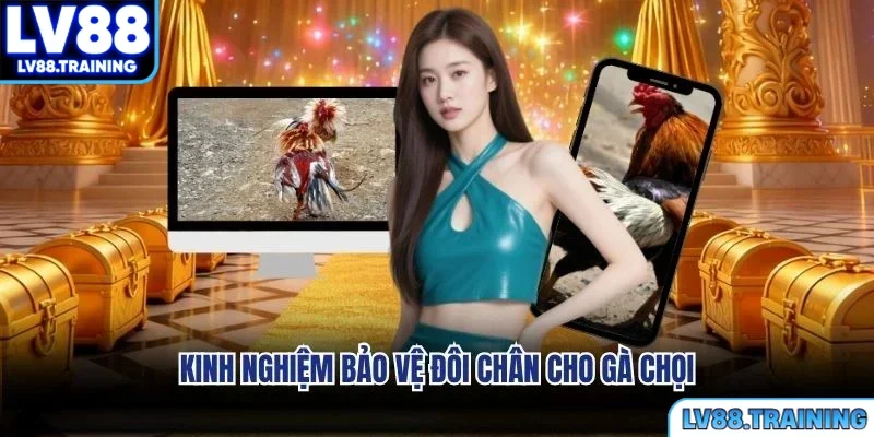 Kinh nghiệm bảo vệ đôi chân cho gà chọi