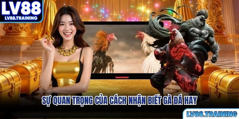 Sự quan trọng của cách nhận biết gà đá hay